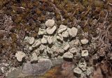genus Cladonia