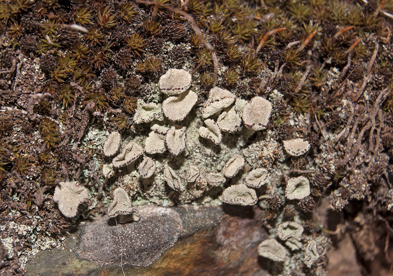 Изображение особи род Cladonia.