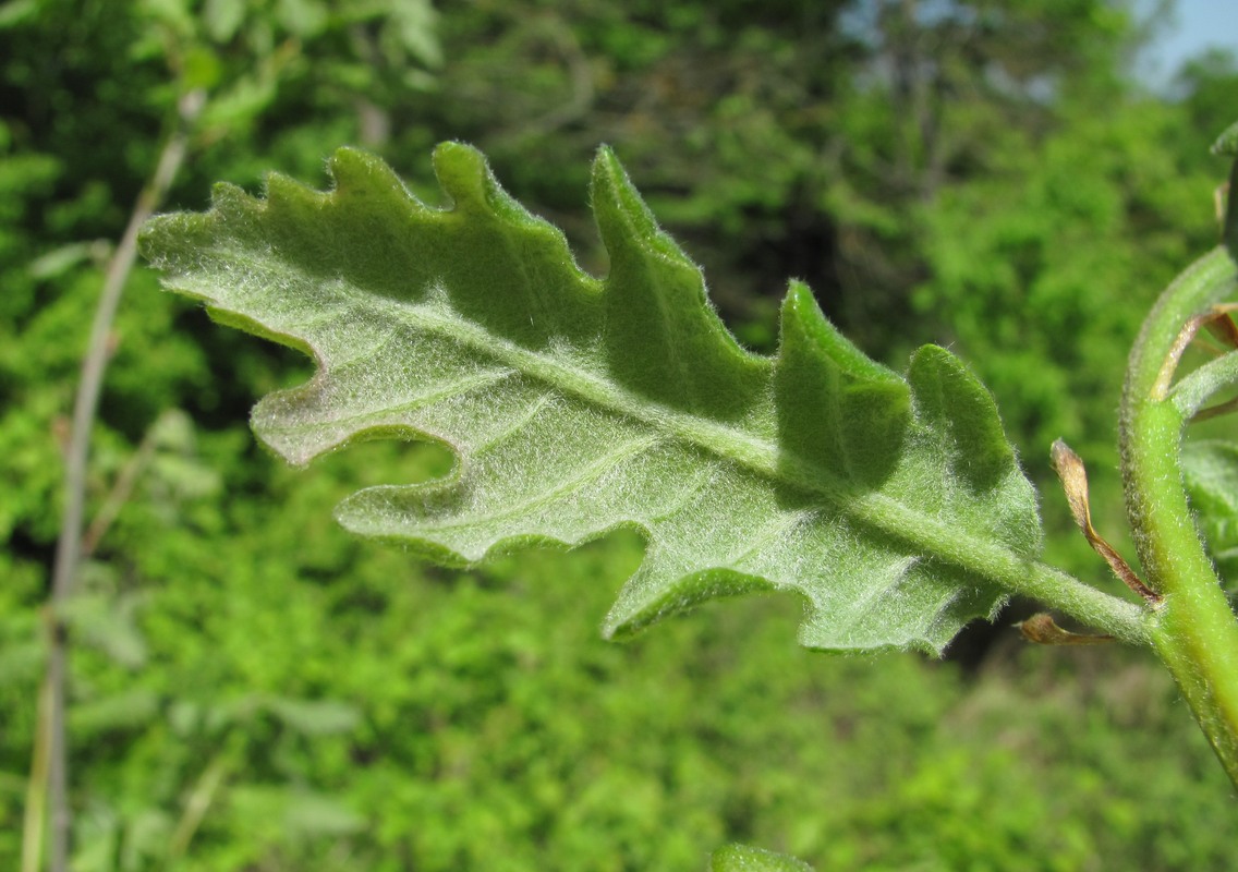 Image of Quercus pubescens specimen.