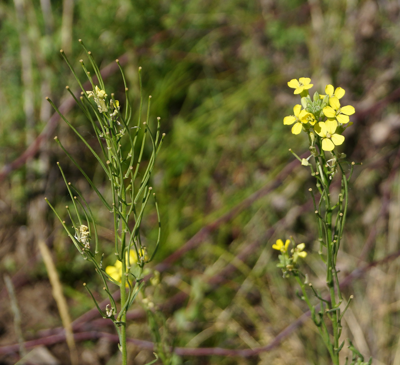 Изображение особи Erysimum canescens.