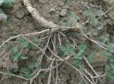 Scutellaria granulosa
