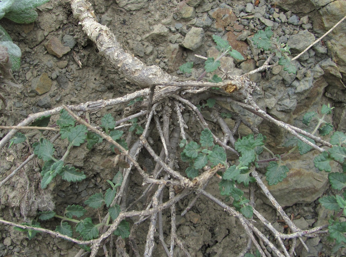 Image of Scutellaria granulosa specimen.