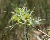 Eryngium campestre