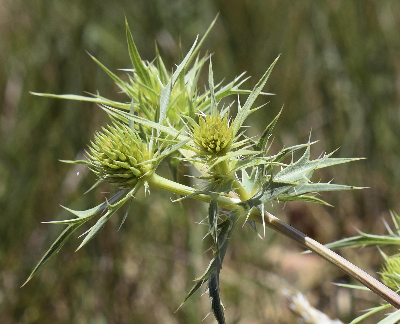 Изображение особи Eryngium campestre.