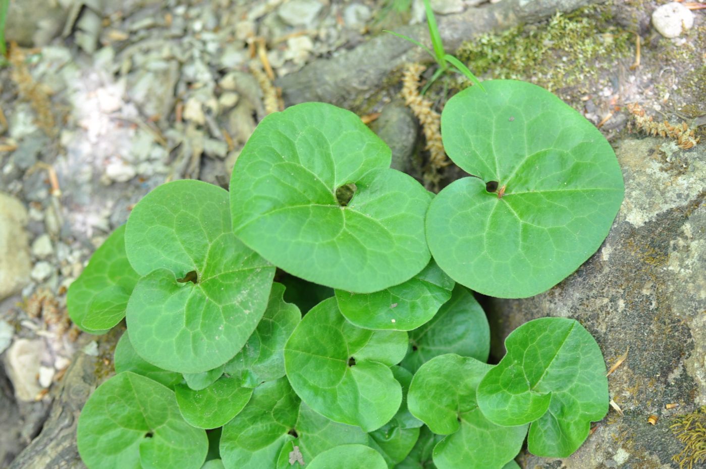 Изображение особи Asarum intermedium.