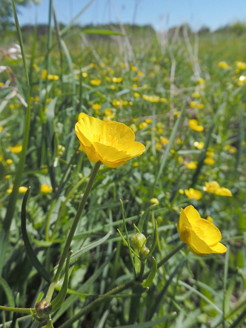 Image of Ranunculus auricomus specimen.