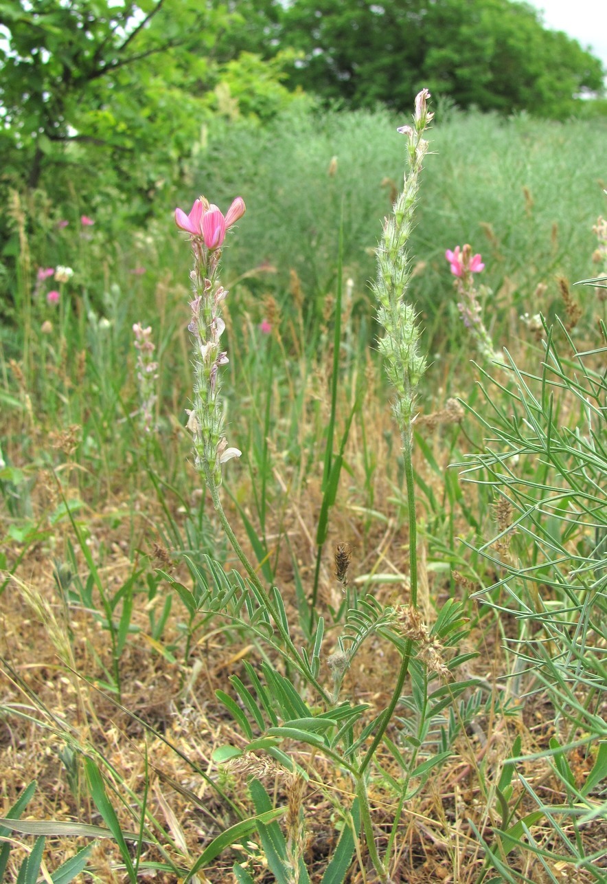 Image of Onobrychis dielsii specimen.