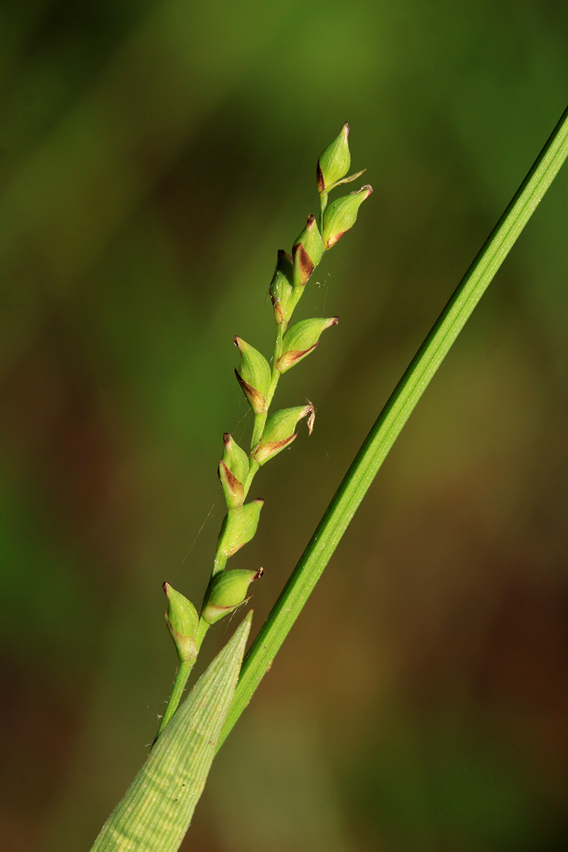 Изображение особи Carex campylorhina.