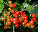 Ribes rubrum