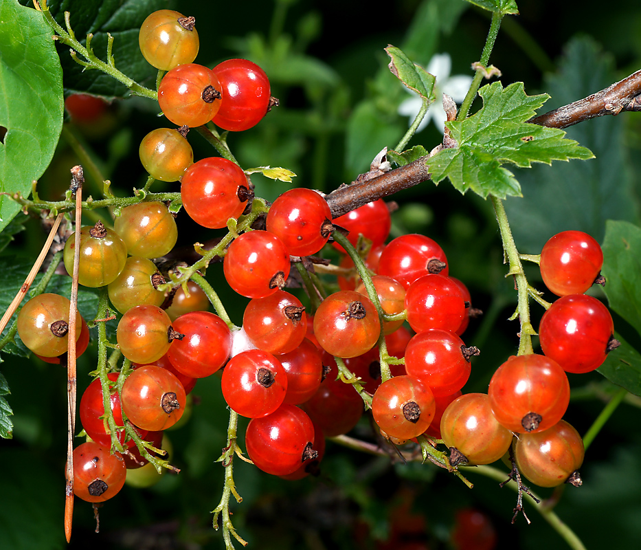 Изображение особи Ribes rubrum.