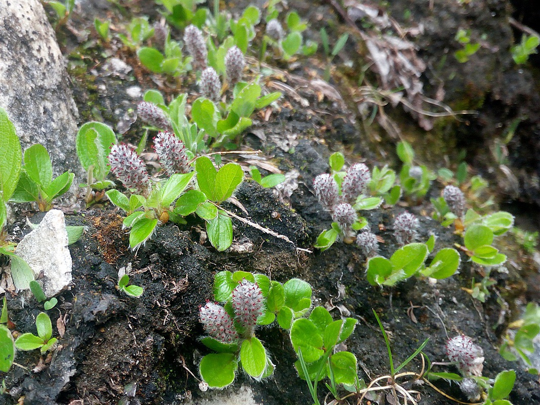 Изображение особи Salix polaris.