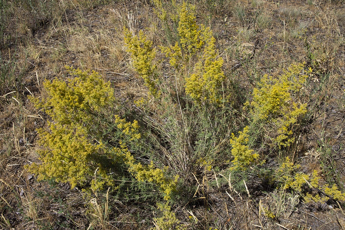 Изображение особи Galium verum.