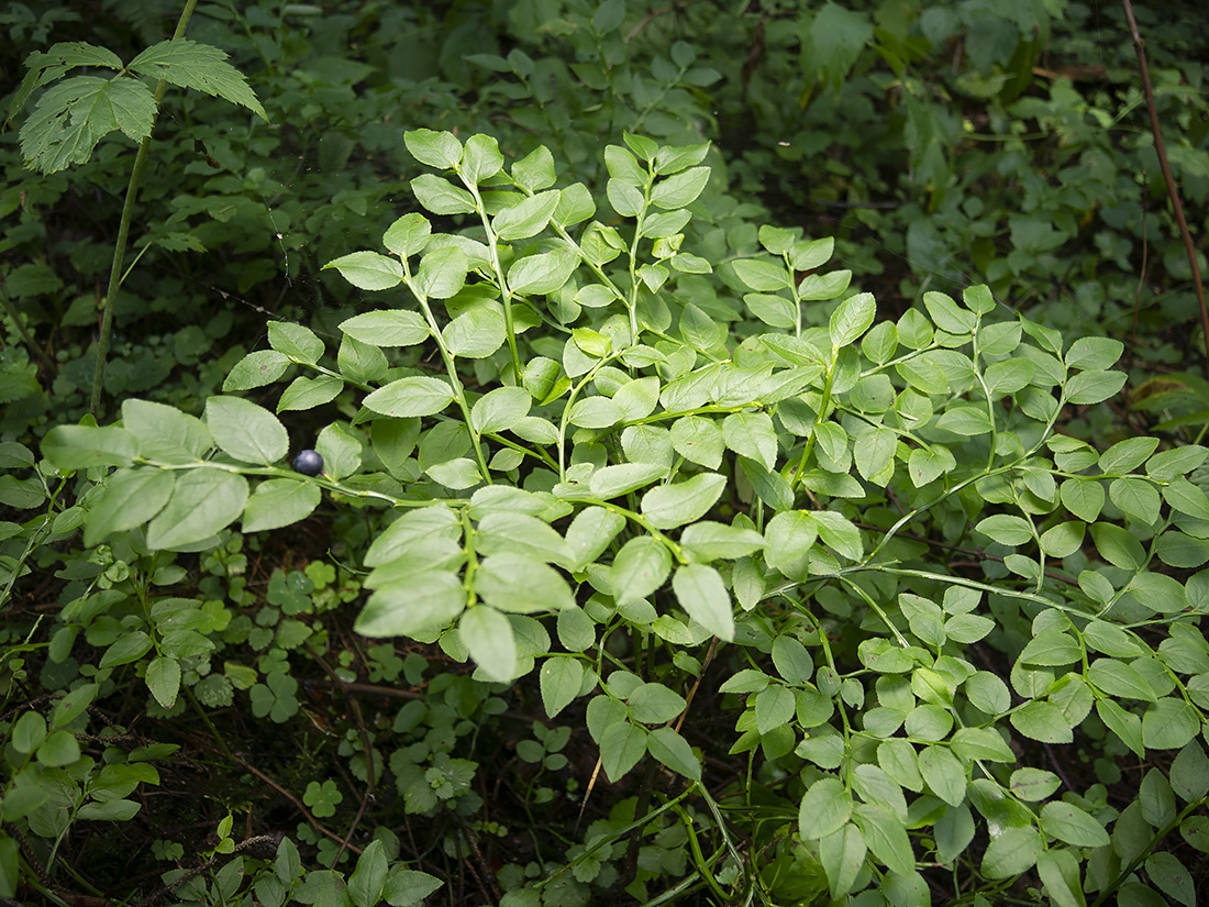 Изображение особи Vaccinium myrtillus.