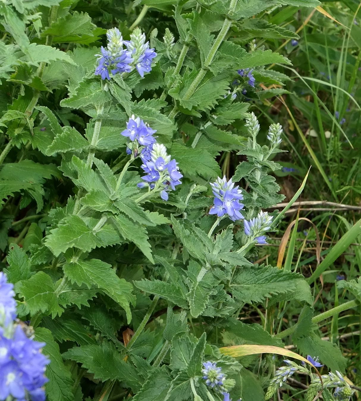 Image of Veronica teucrium specimen.