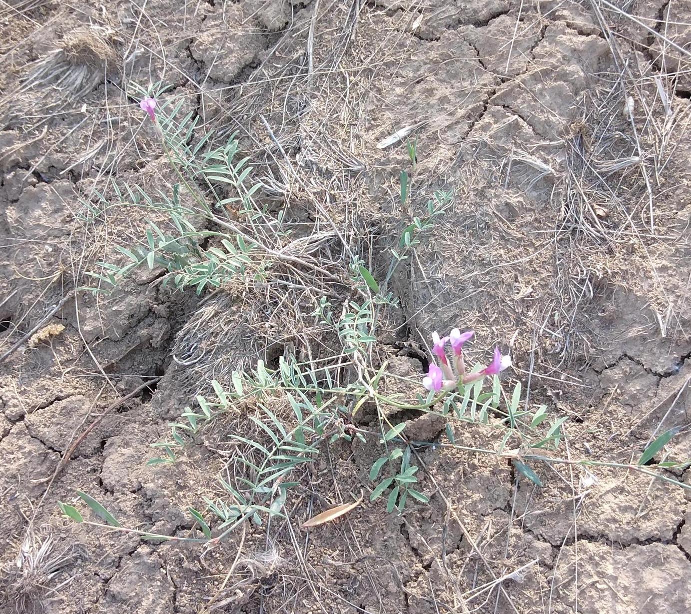 Изображение особи Astragalus macropus.