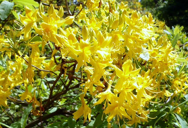 Image of genus Rhododendron specimen.