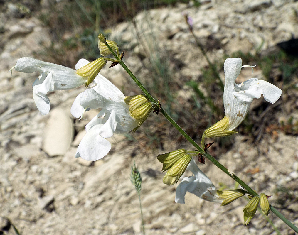 Image of Salvia ringens specimen.