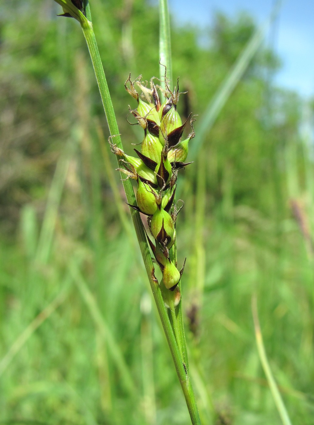 Image of Carex melanostachya specimen.