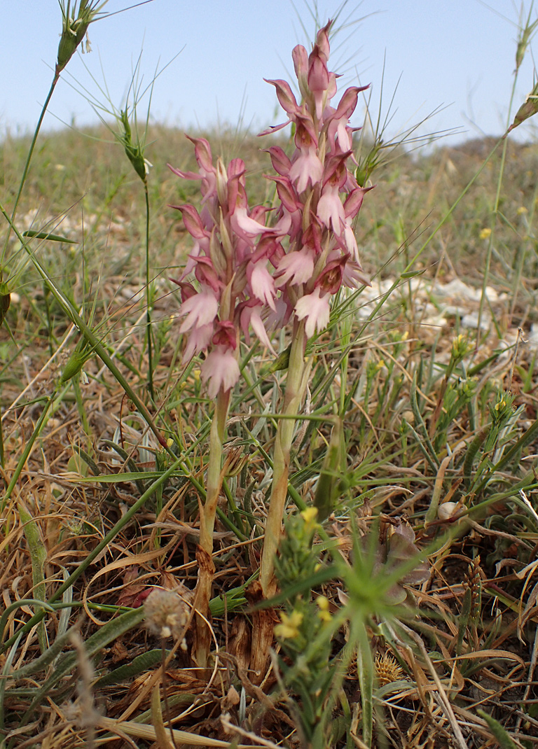 Изображение особи Anacamptis sancta.