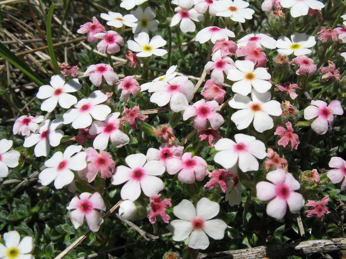 Image of Androsace sericea specimen.