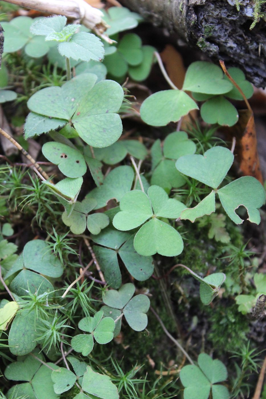 Image of Oxalis acetosella specimen.