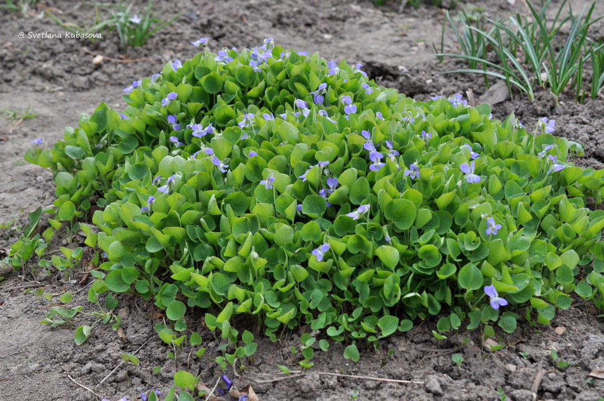 Изображение особи род Viola.