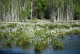 Eriophorum vaginatum