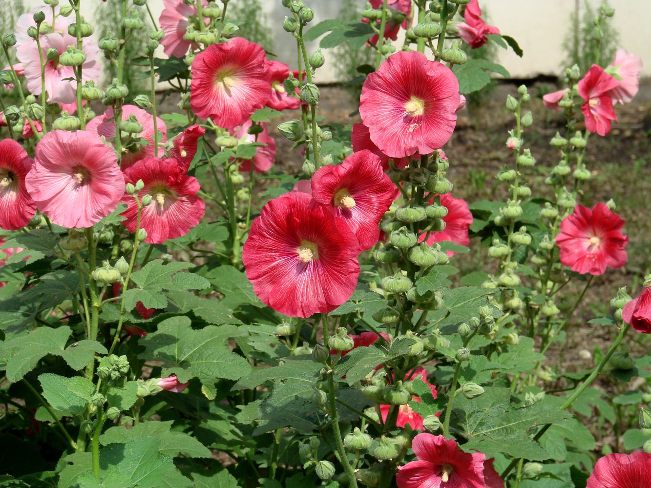 Image of Alcea rosea specimen.