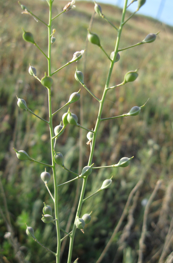 Изображение особи Camelina rumelica.