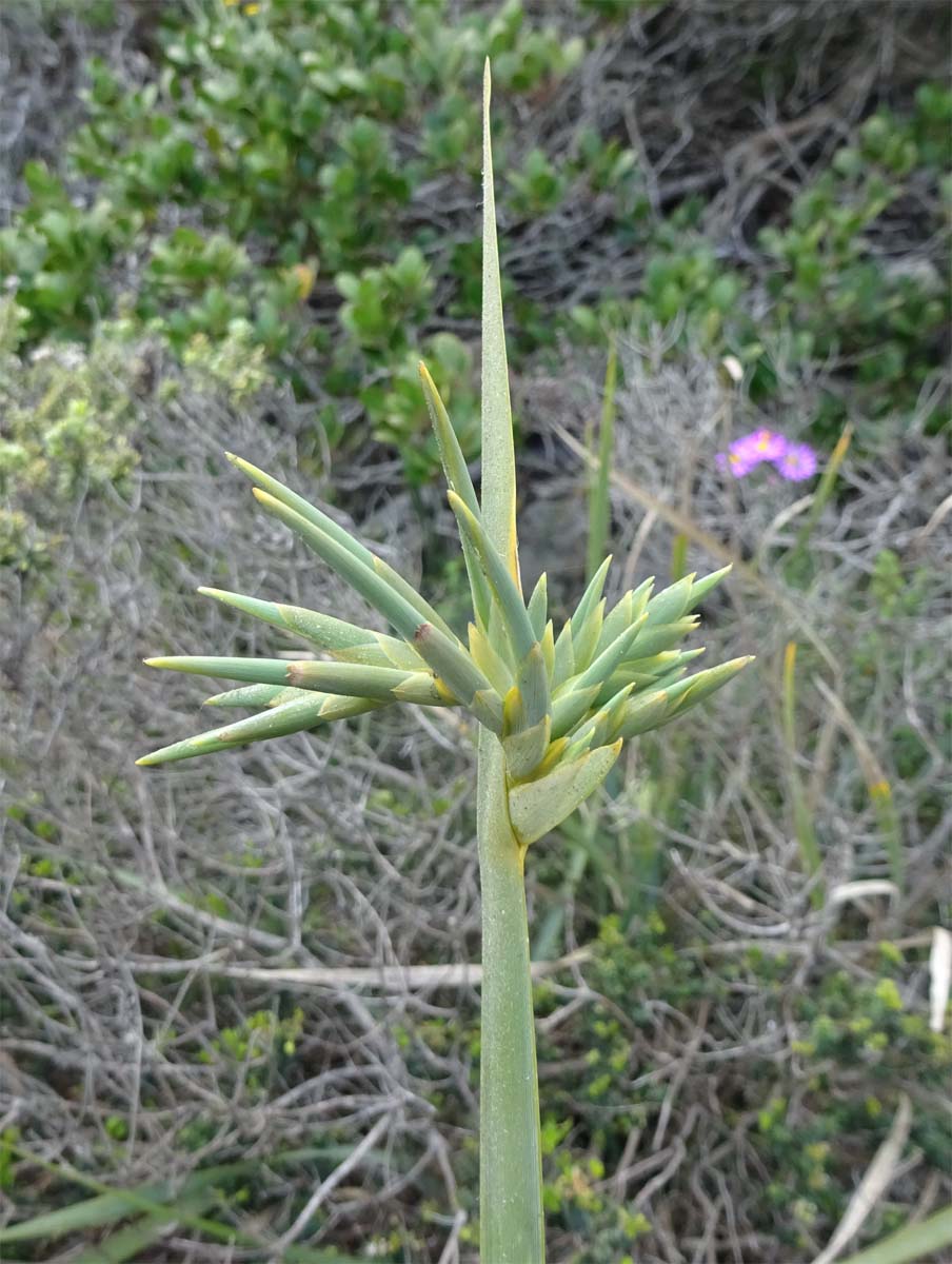 Изображение особи Bobartia longicyma.