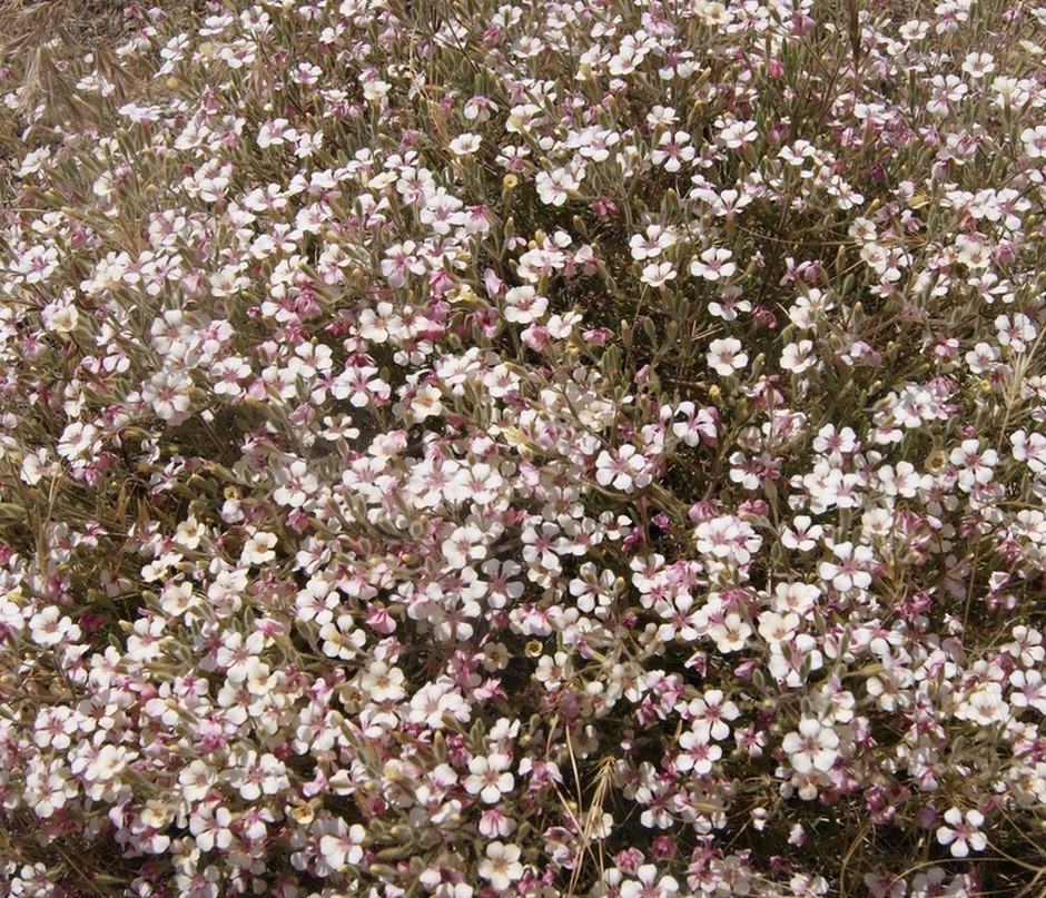 Изображение особи Acanthophyllum versicolor.