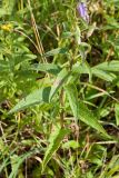 Campanula rapunculoides. Нижняя часть побега цветущего растения. Ленинградская обл., Ломоносовский р-н, окр. дер. Глядино, суходольный луг на известняке. 22.07.2018.