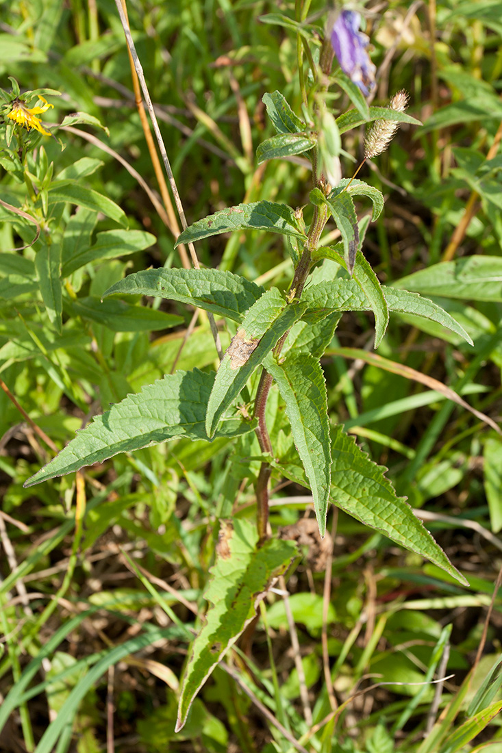 Image of Campanula rapunculoides specimen.