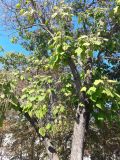 Catalpa bignonioides. Часть ствола и кроны плодоносящего дерева. Крым, г. Севастополь, в озеленении. 24.09.2018.