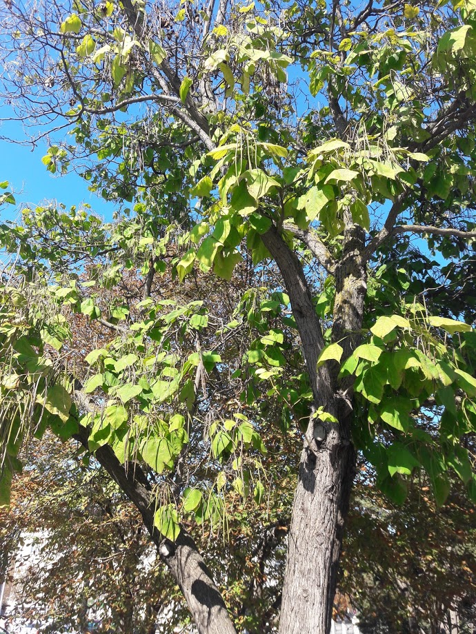 Изображение особи Catalpa bignonioides.