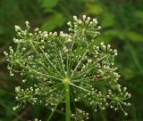 Selinum carvifolia. Соцветие (сложный зонтик) снизу, видно отсутствие листочков обертки. Московская обл., Раменский р-н, окр. пос. Ильинский, Ильинский лес, на опушке березняка. 19.07.2018.