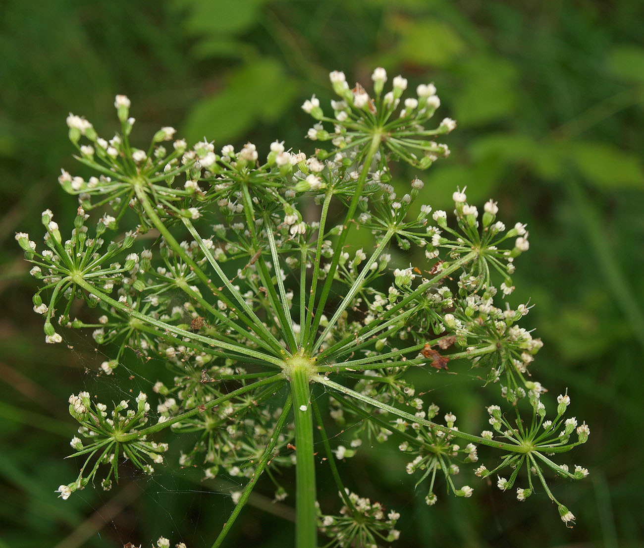 Изображение особи Selinum carvifolia.