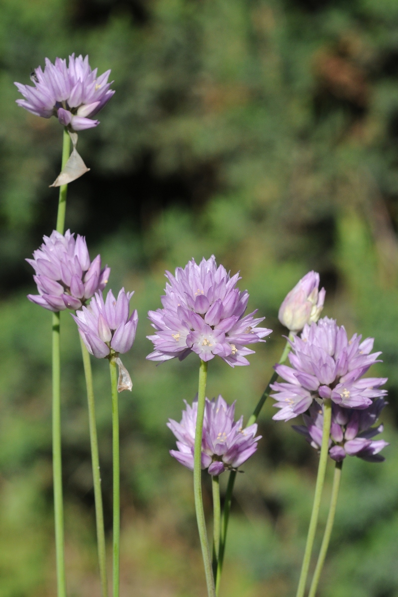 Image of Allium schoenoprasoides specimen.