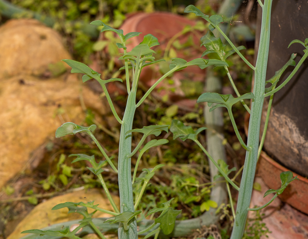 Image of Kleinia articulata specimen.