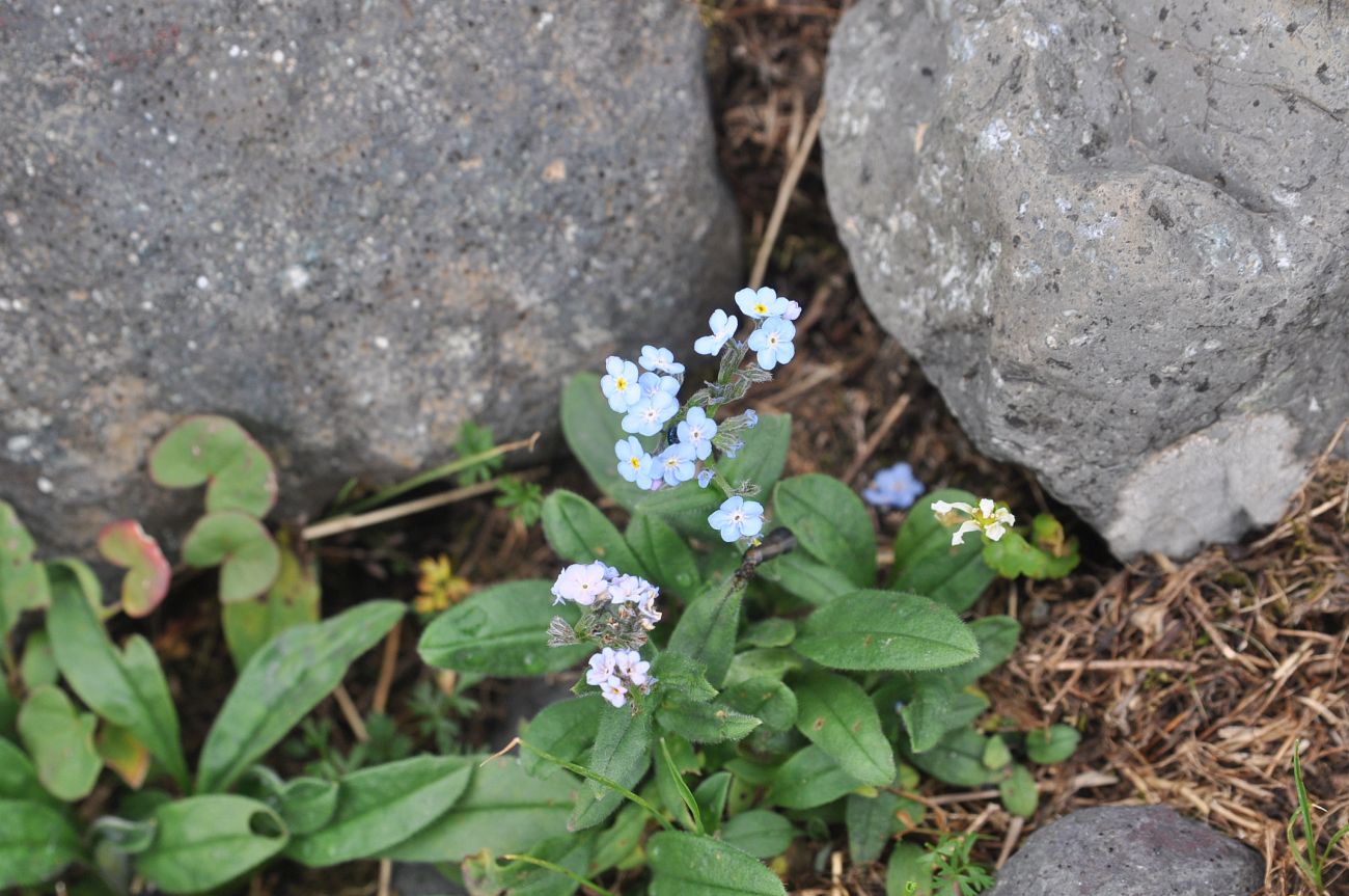 Image of Myosotis alpestris specimen.