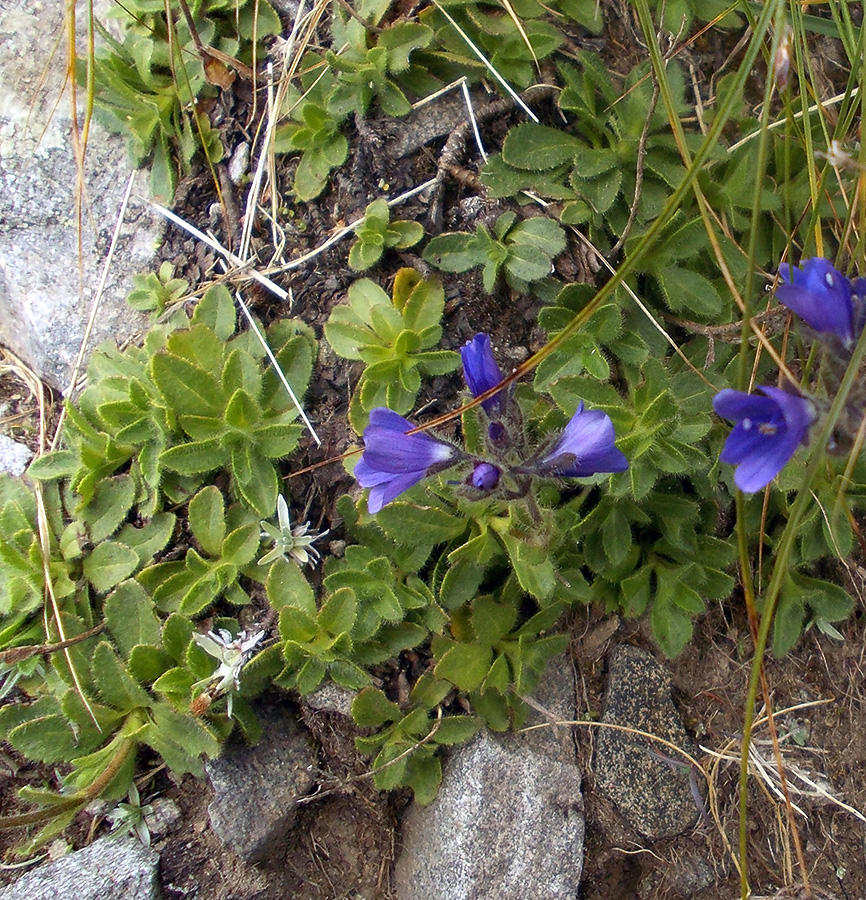 Image of Veronica bellidioides specimen.