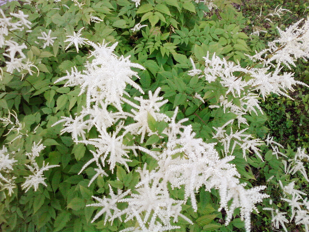 Image of Aruncus sylvestris specimen.