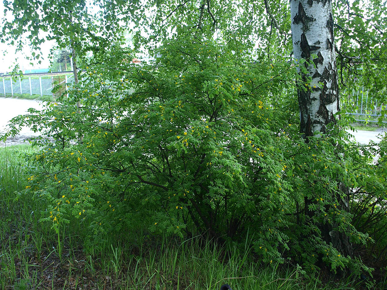 Image of Caragana arborescens specimen.