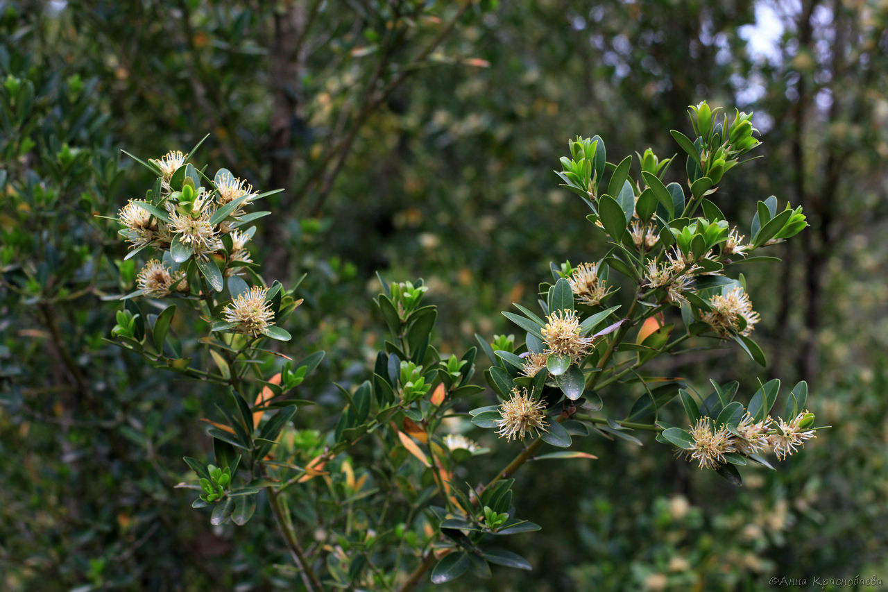 Image of genus Buxus specimen.