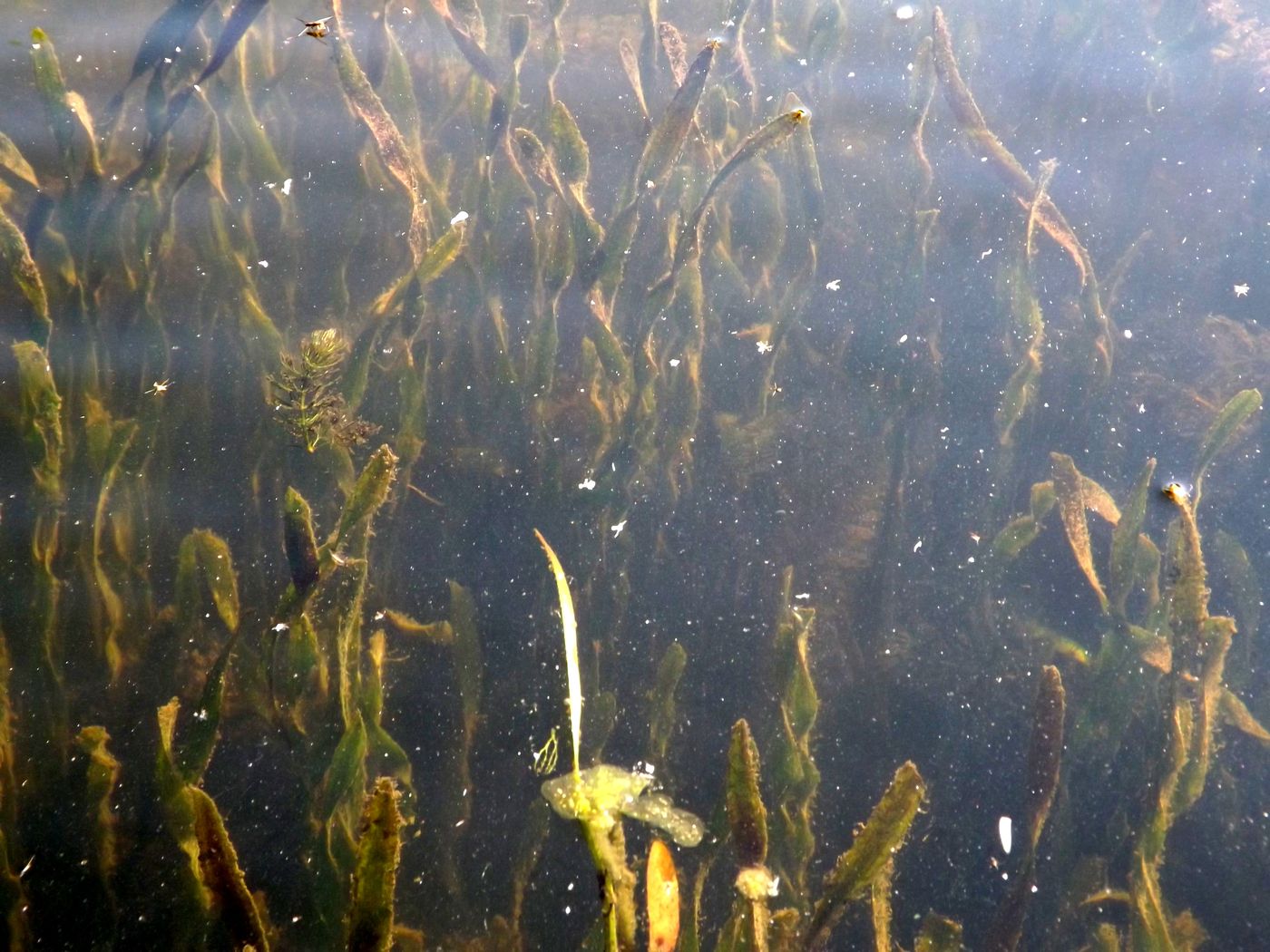 Изображение особи Vallisneria spiralis.