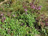 Thymus subarcticus