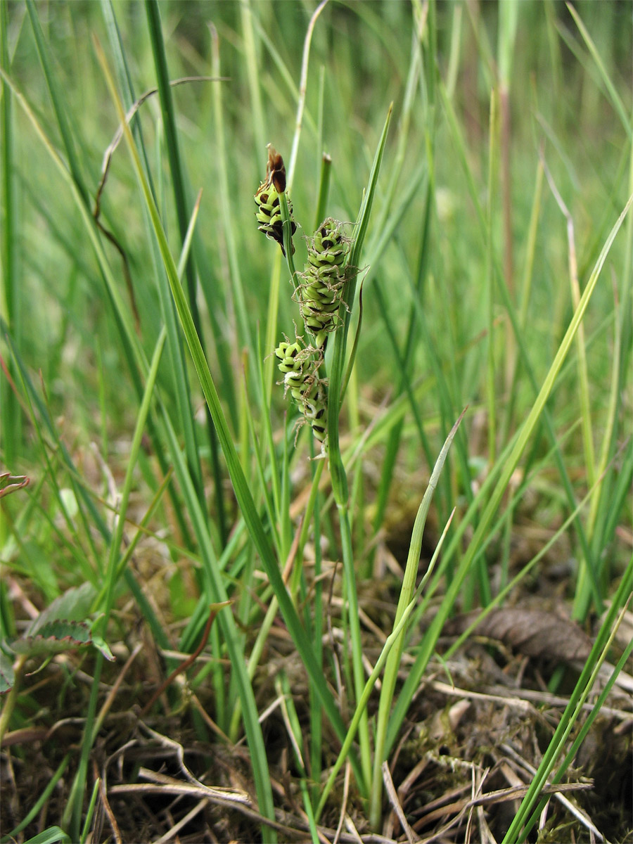 Изображение особи Carex nigra.