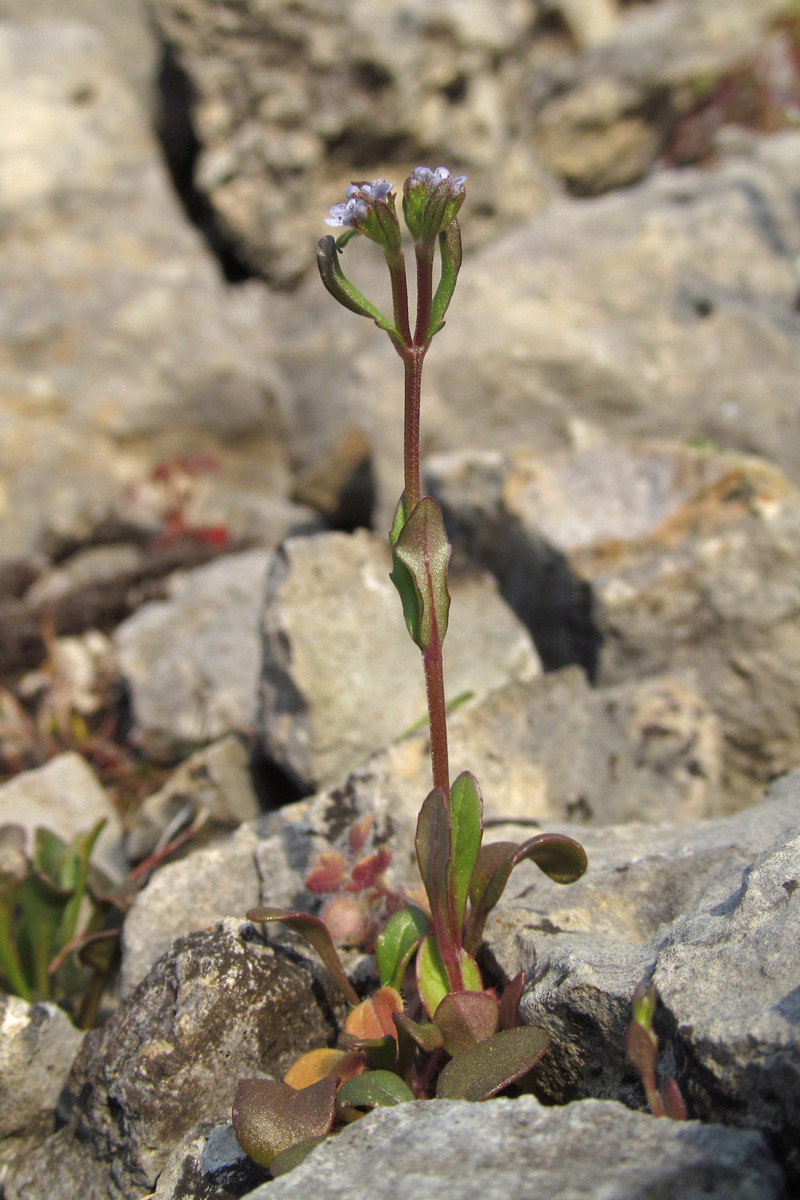 Image of Valerianella falconida specimen.