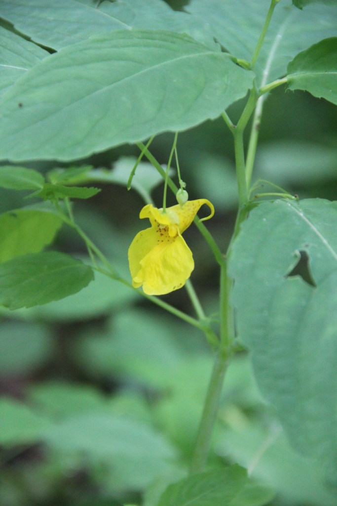 Image of Impatiens noli-tangere specimen.