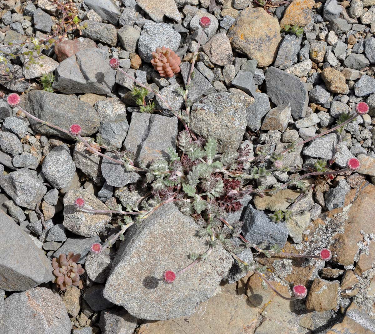 Image of Anthemis plutonia specimen.